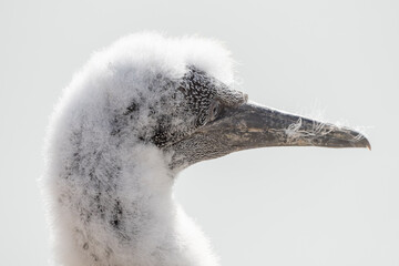 Close-up of a soft fluffy young Northern Gannet chick head, Island Heligoland, Germany