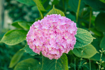 Beautiful pink hydrangea flowers in the garden.