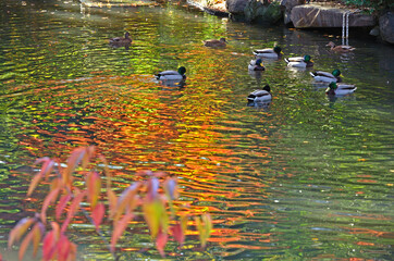 野毛山公園の紅葉風景