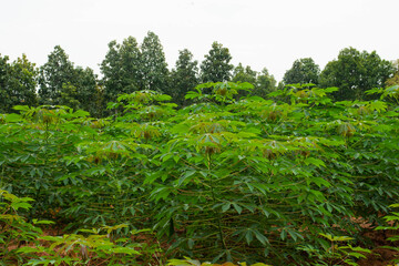 Cassava stems and leaves Economic crops in Southeast Asia, Myanmar, Laos, Thailand, Vietnam, Philippines, Malaysia, Indonesia