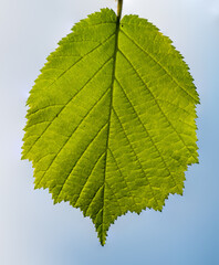 hazel tree leaf detail with veins against the sky