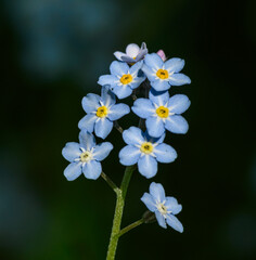 Fototapeta na wymiar blossoms of woodland forget-me-not (Myosotis sylvatica)