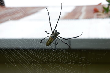 Black spider making webs, black spider on tree, black spider walking.