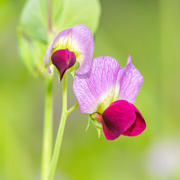 purple field pea flower (pisum sativum)