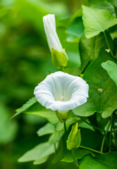 white flower of field bindweed (Convolvulus arvensis)