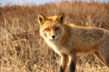 Fototapeta na wymiar A fox among dry autumn grass at Cape Tobizin on Russian Island in Vladivostok.