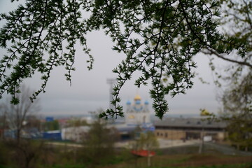 a larch branch hangs in the foreground, an Orthodox church in the background is blurred