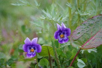 two bright purple flowers among the green grass