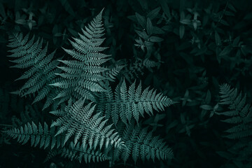 Fototapeta na wymiar Fern leaves natural textured background, toned.