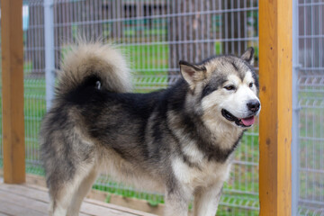 A beautiful and kind Alaskan Malamute shepherd sits in an enclosure