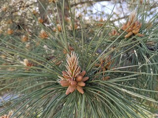 Naklejka na ściany i meble close up of pine cones