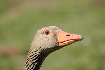 Graugans (Anser anser)