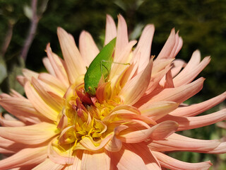 Grillo Hoja de Arbusto