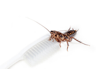 Cockroaches are in the toothbrush on white background.