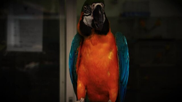 A blue-and-yellow macaw or  blue-and-gold macaw (Ara ararauna) sold as exotic pet in Chatuchak Weekend Market in Bangkok, Thailand