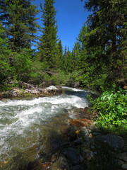 mountain river in the forest
