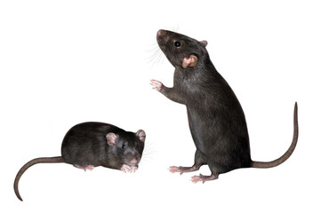 There are two black rats. White background. Isolated.