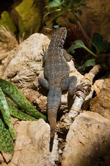 Forestry Images
Dumeril`s Madagascar swift, Oplurus quadrimaculatus or Uromastyx ornata, commonly called the ornate mastigure, is a species of lizard in the family Agamidae.
