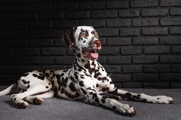 cute Dalmatian puppy lying on the floor and waiting for command