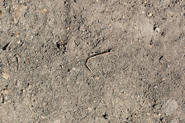 Brown dry stony ground surface. Close up natural background