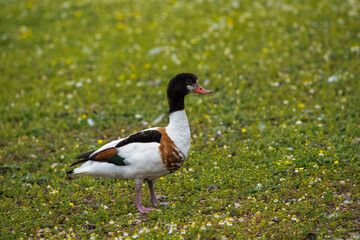 lonely shelduck