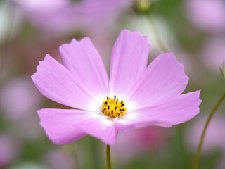 Obraz premium コスモスの花