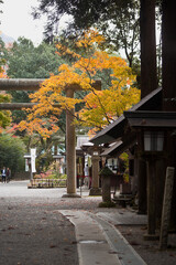 秋の天岩戸神社	
