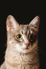 A beautiful striped gray domestic cat with yellow eyes sitting on a dark background. Cat head close up. Image for veterinary clinics, sites about cats. Selective focus
