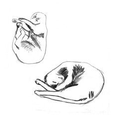 Cute cats sleeping pencil hand drawing