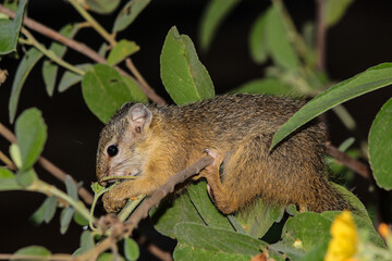 A young African Tree Squirrel balancing on a thin branch while feeding on some leaves, Greater Kruger.