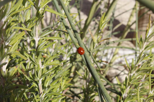 vegetaci&oacute;n de parques