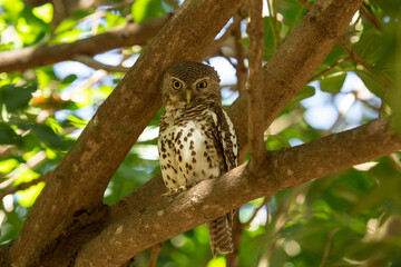 Obraz premium An African Barred Owlet sitting in the shade on a branch high up in the tree. 