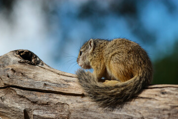 A tiny African Tree Squirrel looking into the blue sky from a branch with its tail curled up, South Africa