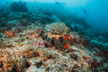 Fototapeta na wymiar Turtle swimming over coral reef with small fish and divers in the background