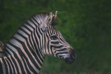 Fototapeta na wymiar A portrait of a Burchell's zebra with ears pointed forward.