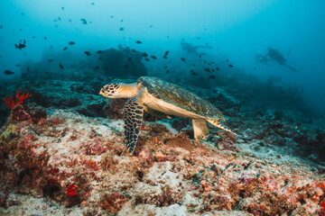 Turtle swimming over coral reef with small fish and divers in the background
