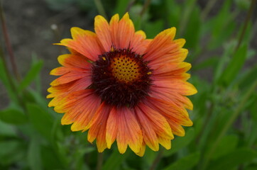 orange flower 