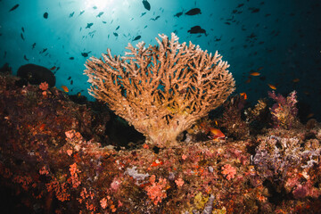 Colorful coral reef in tropical scene surrounded by fish