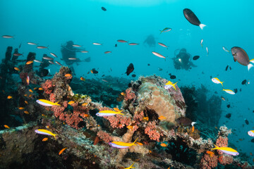 Fototapeta na wymiar Divers swimming over a shipwreck surrounded by small tropical fish in clear blue water