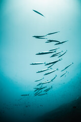 Obraz premium Schooling barracuda swimming in clear blue water