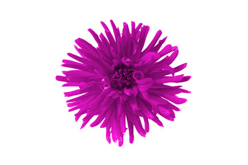One beautiful pink dahlia flower isolated on a white background.