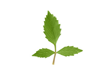 Beautiful green dahlia leafs isolated on a white background.