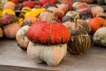 pumpkins and gourds