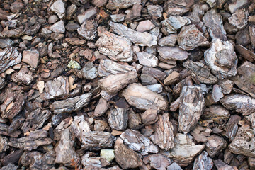 Pieces of pine bark carpeted on the surface of the earth. Brown natural background. Soil mulching in landscape design, selective focus
