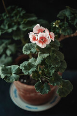 geranium flowers