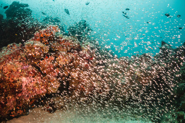 Schooling tropical fish swimming in clear blue water among colorful coral reef and tropical paradise