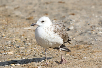 beautiful one close up adult seagull   (Larus argentatus) on the pebble beach