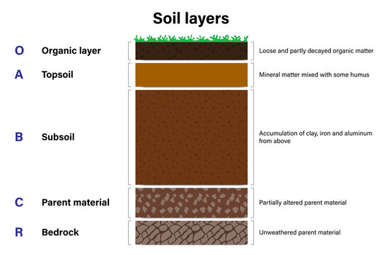 Soil layers diagram, Geological study, Cross section of humus or organic and underground soil layers beneath..