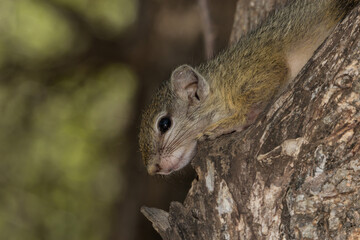 A baby Tree Squirrel relaxing high up in the tree, Kruger National Park.