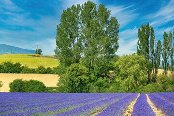 Campos de lavanda Provence Francia